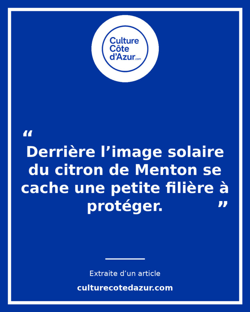 Citron de Menton : derrière l’image solaire, une petite filière à protéger